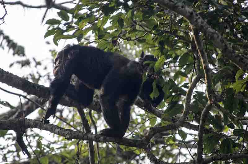 Chimpance - parque nacional de Nyungwe - Ruanda 09.jpg